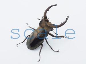 ♂59mm