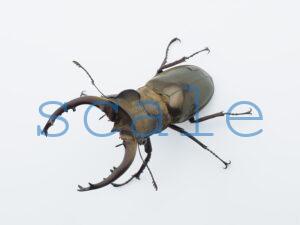 ♂59mm