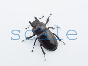 ♀35mm