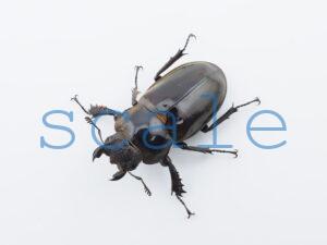 ♀35mm