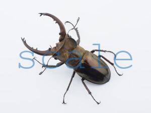♂57mm