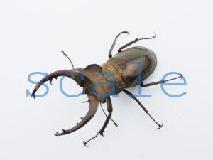 ♂57mm