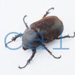 Chalcosoma chiron belangeri
