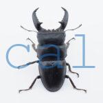 Dorcus.titanus.fafnerL