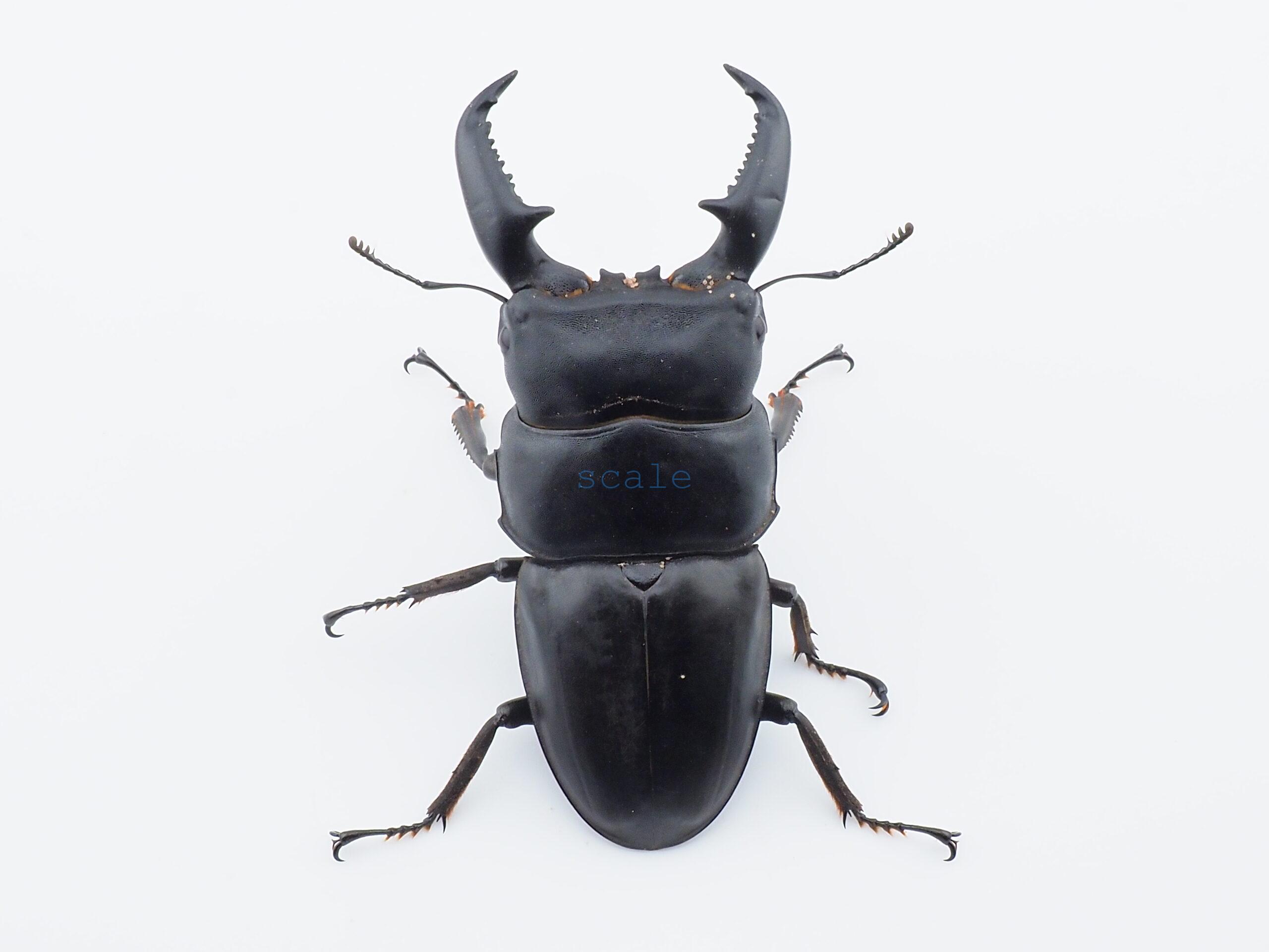 Dorcus.titanus.fafnerL