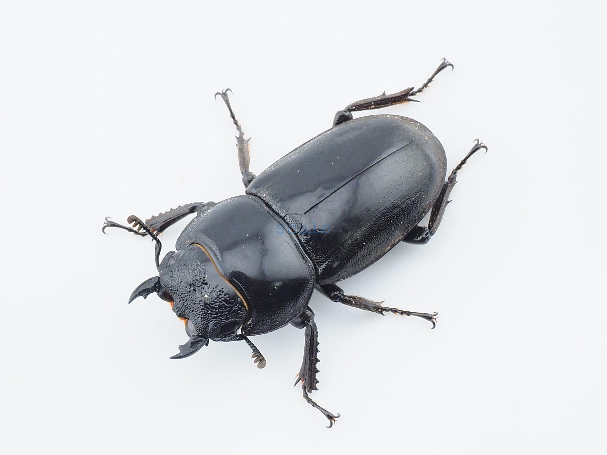 Dorcus.titanus.fafnerL