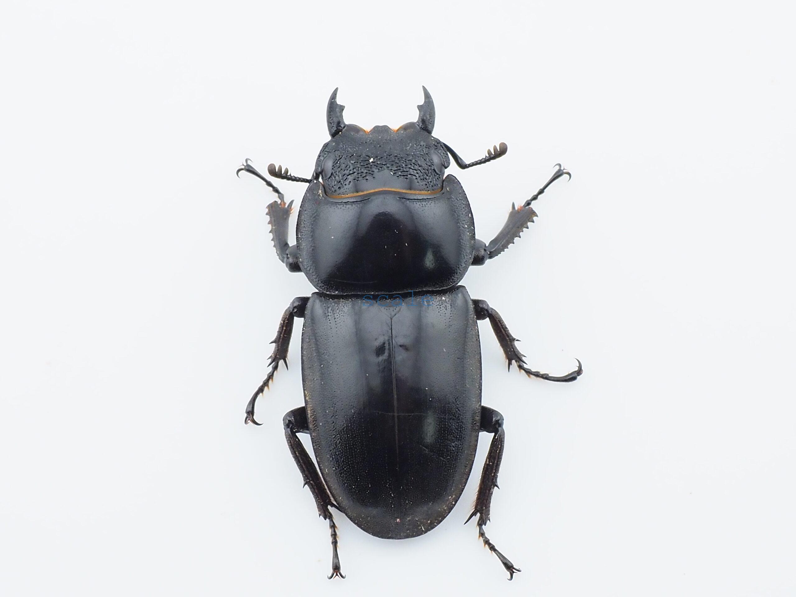 Dorcus.titanus.fafnerL