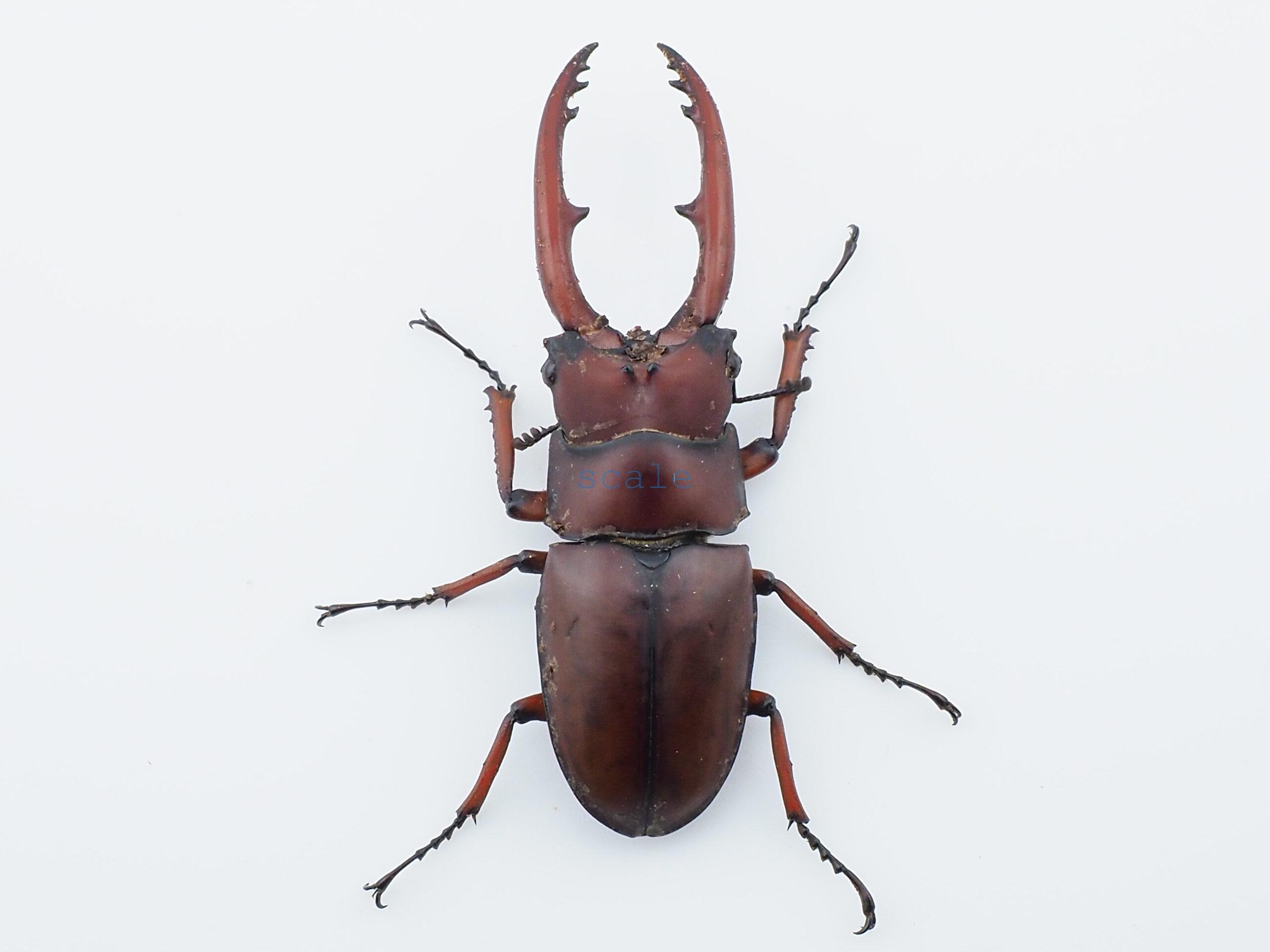 Prosopocoilus.astacoides.fraternus