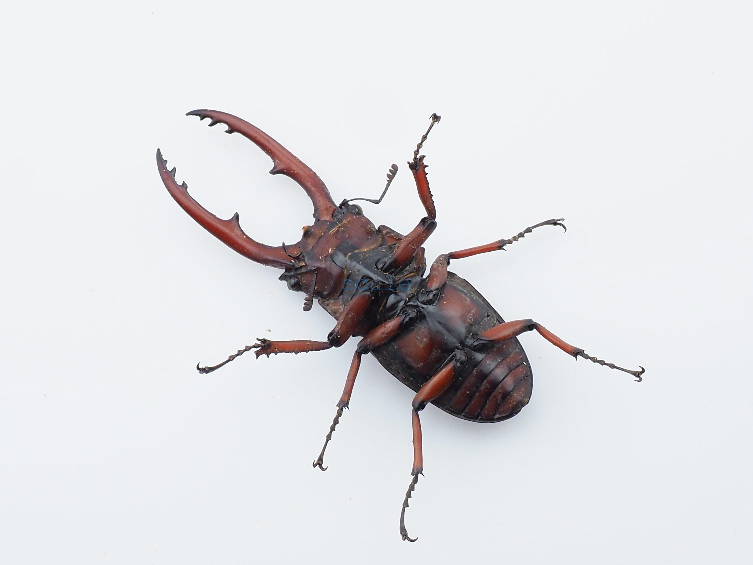 Prosopocoilus.astacoides.fraternus