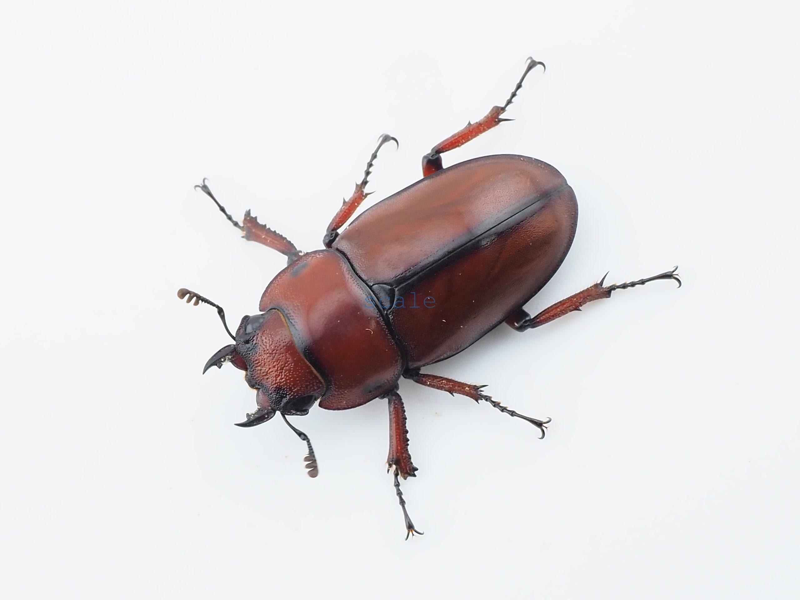 Prosopocoilus.astacoides.fraternus