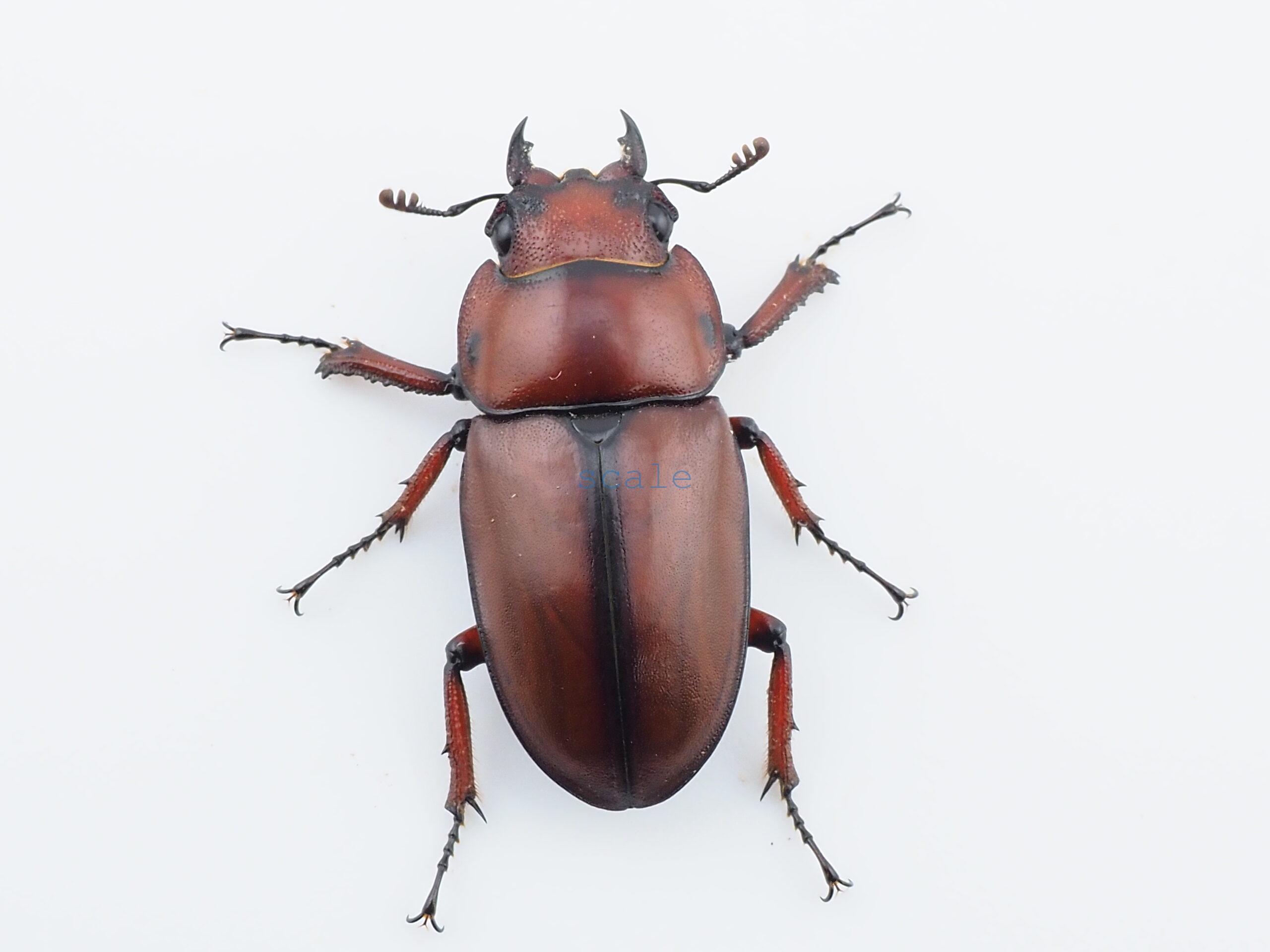 Prosopocoilus.astacoides.fraternus