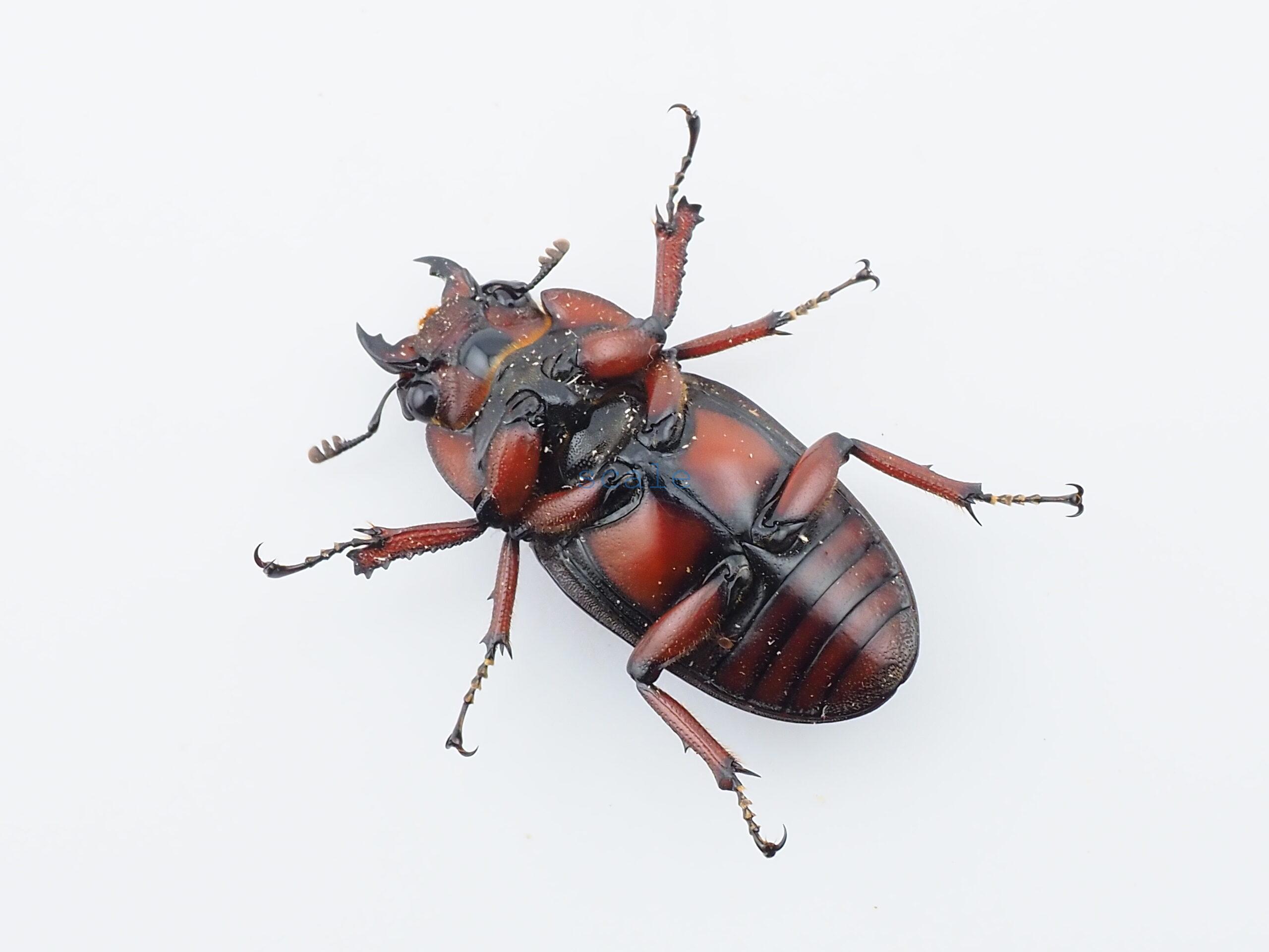 Prosopocoilus.astacoides.fraternus