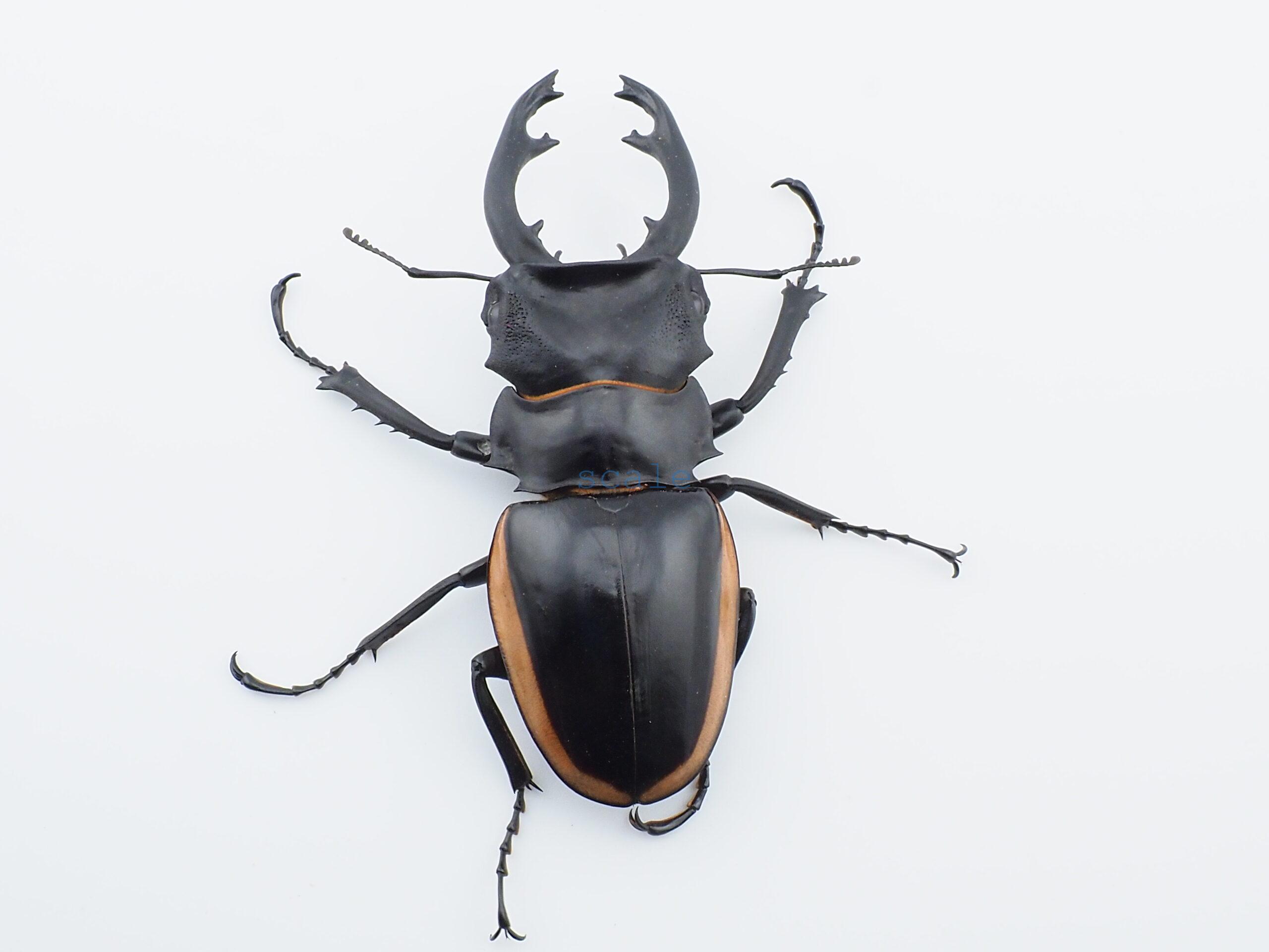 Odontolabis.cuvera.sinensis