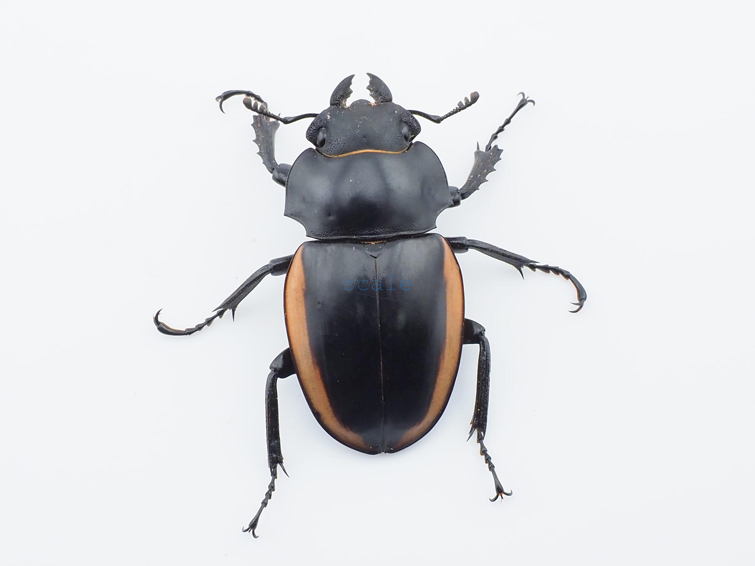 Odontolabis.cuvera.sinensis