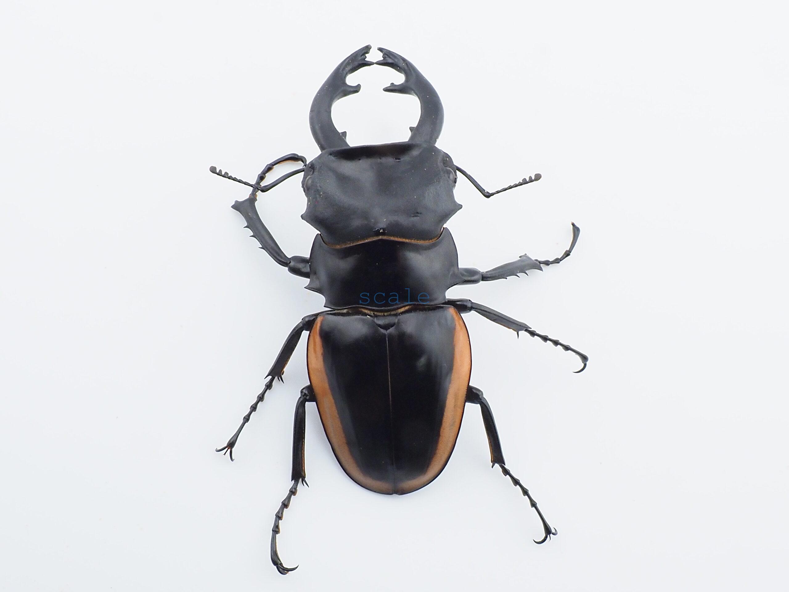 Odontolabis.cuvera.sinensis