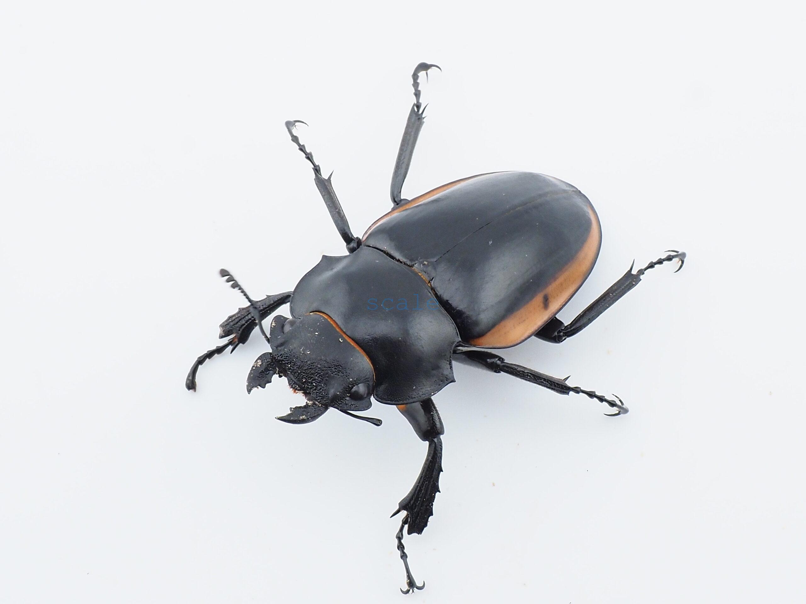 Odontolabis.cuvera.sinensis