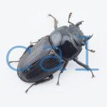 Dorcus curvidens babai