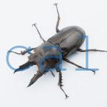 Allotopus moellenkampi babai