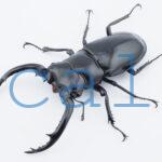 Rhaetus westwoodi westwoodi
