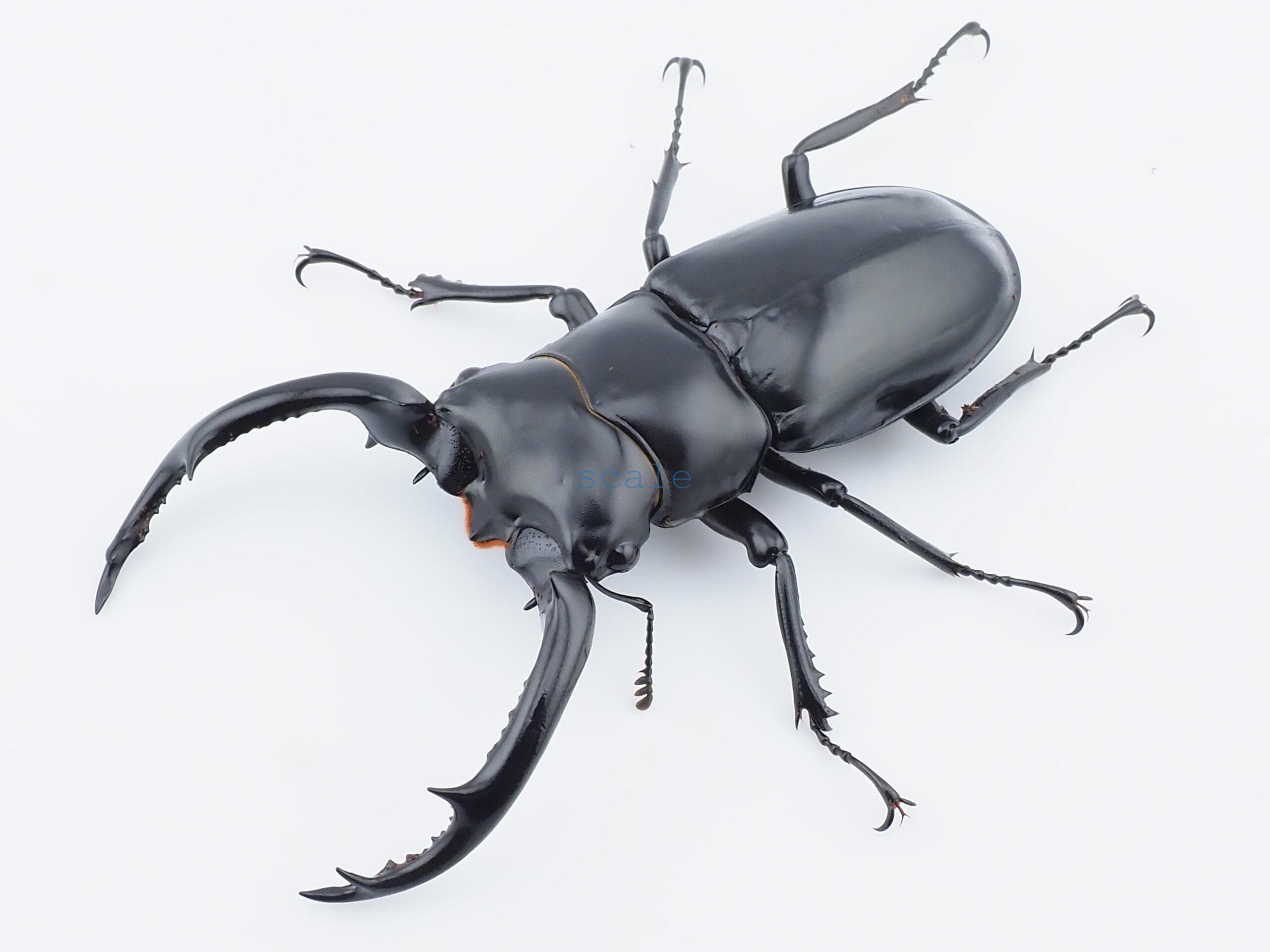 Rhaetus westwoodi westwoodi