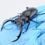 Rhaetus westwoodi westwoodi