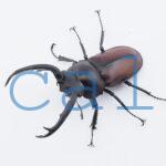 Rhaetulus maii