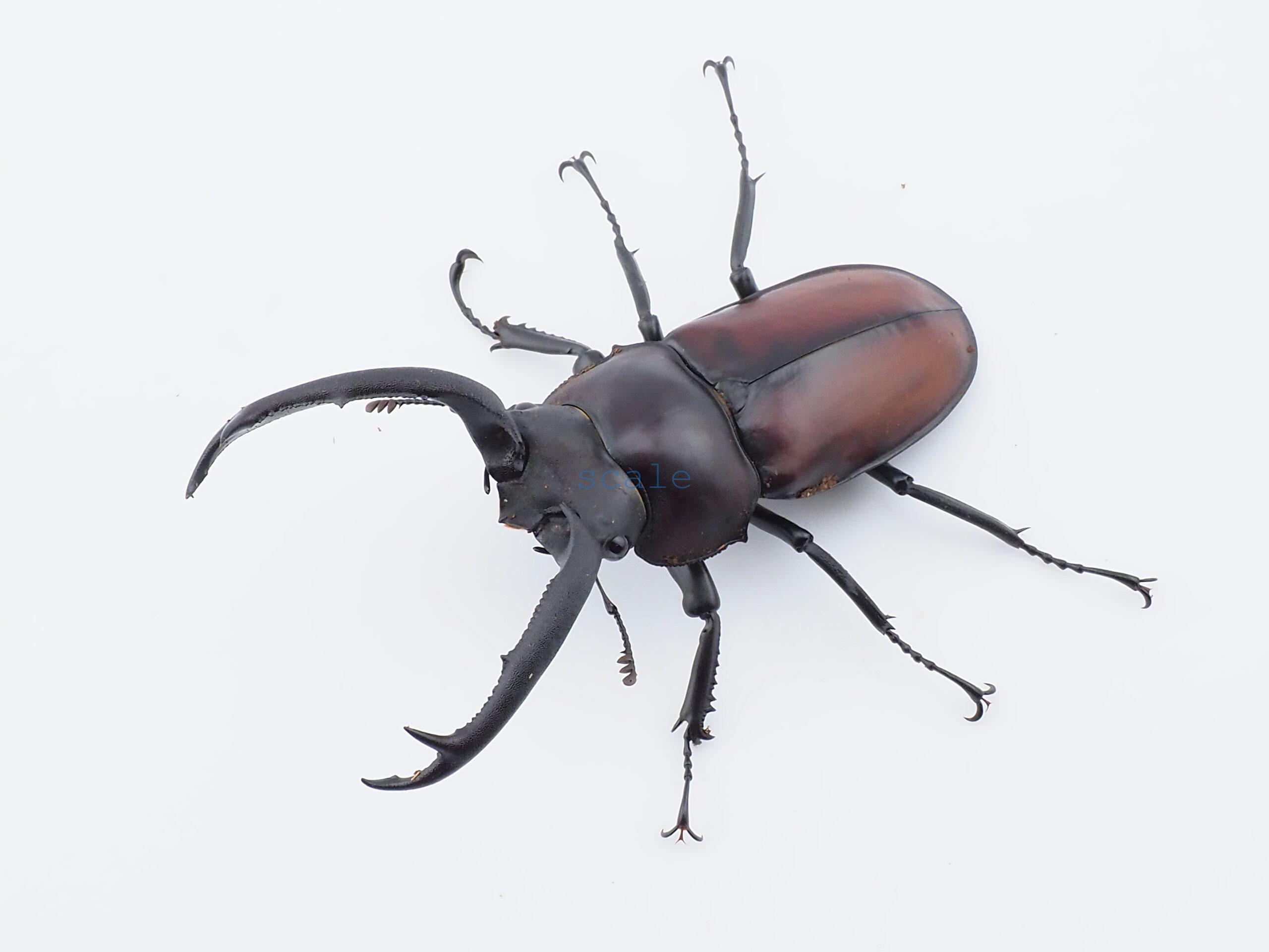 Rhaetulus maii
