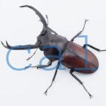Rhaetulus maii
