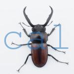 Rhaetulus maii