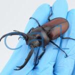 Rhaetulus maii