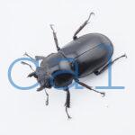 Rhaetulus maii