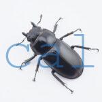 Rhaetulus maii
