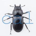 Rhaetulus maii