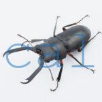 Miwanus formosanus kishidai