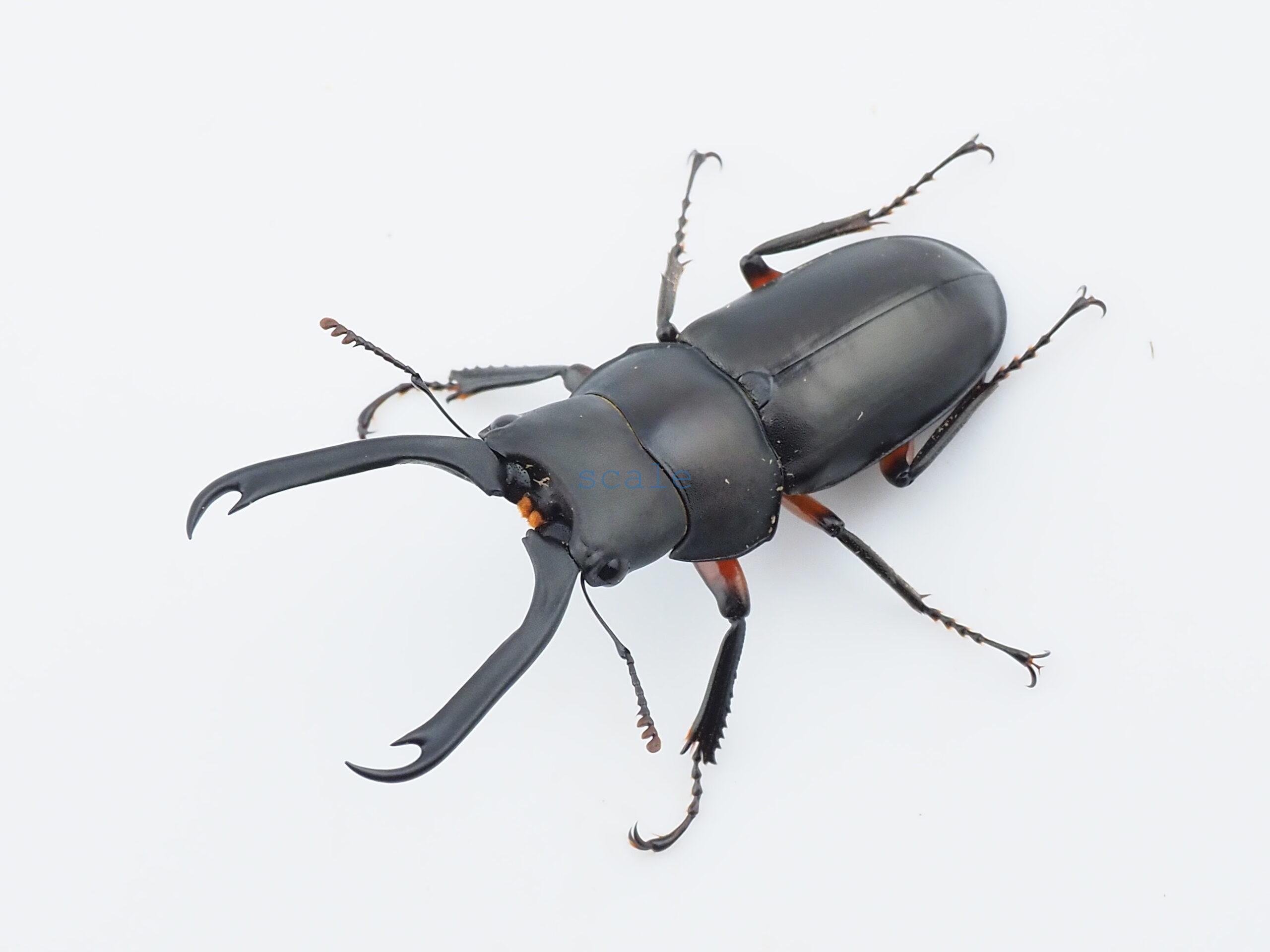 Miwanus formosanus kishidai