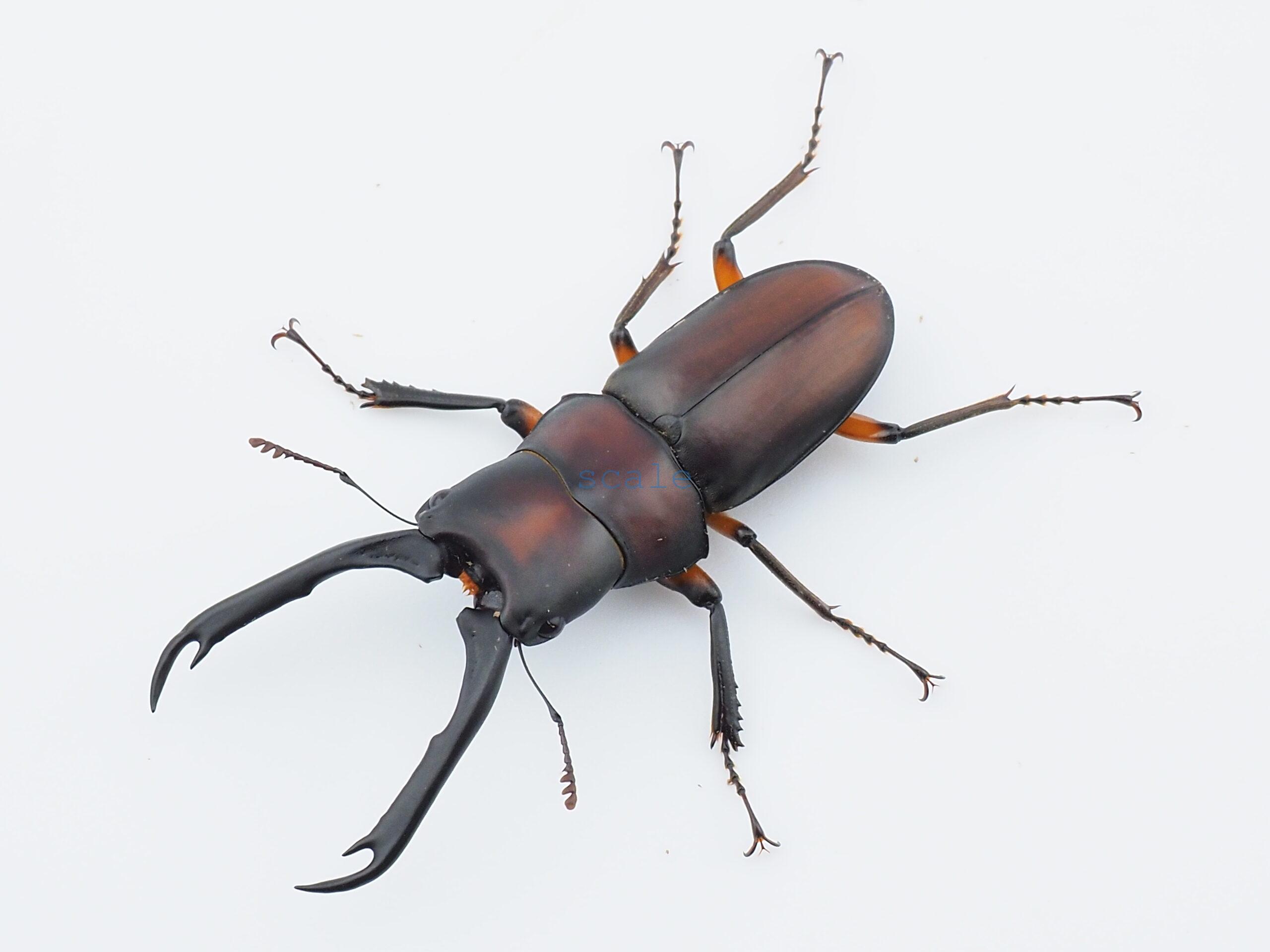 Miwanus formosanus capricornus