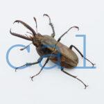 Casignetus spixi