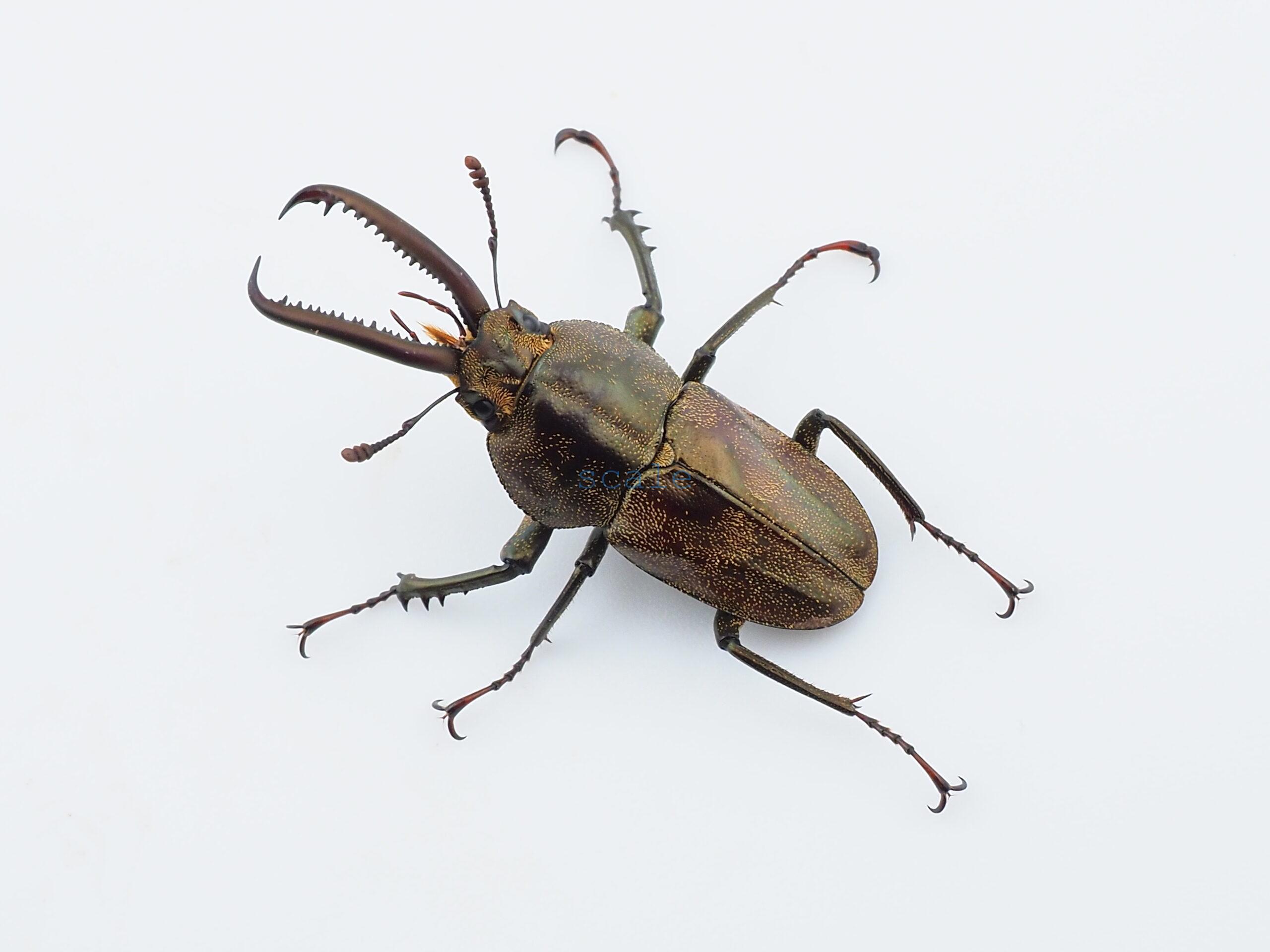 Casignetus spixi