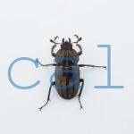 Casignetus spixi