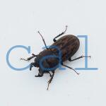 Andinolucanus inesae