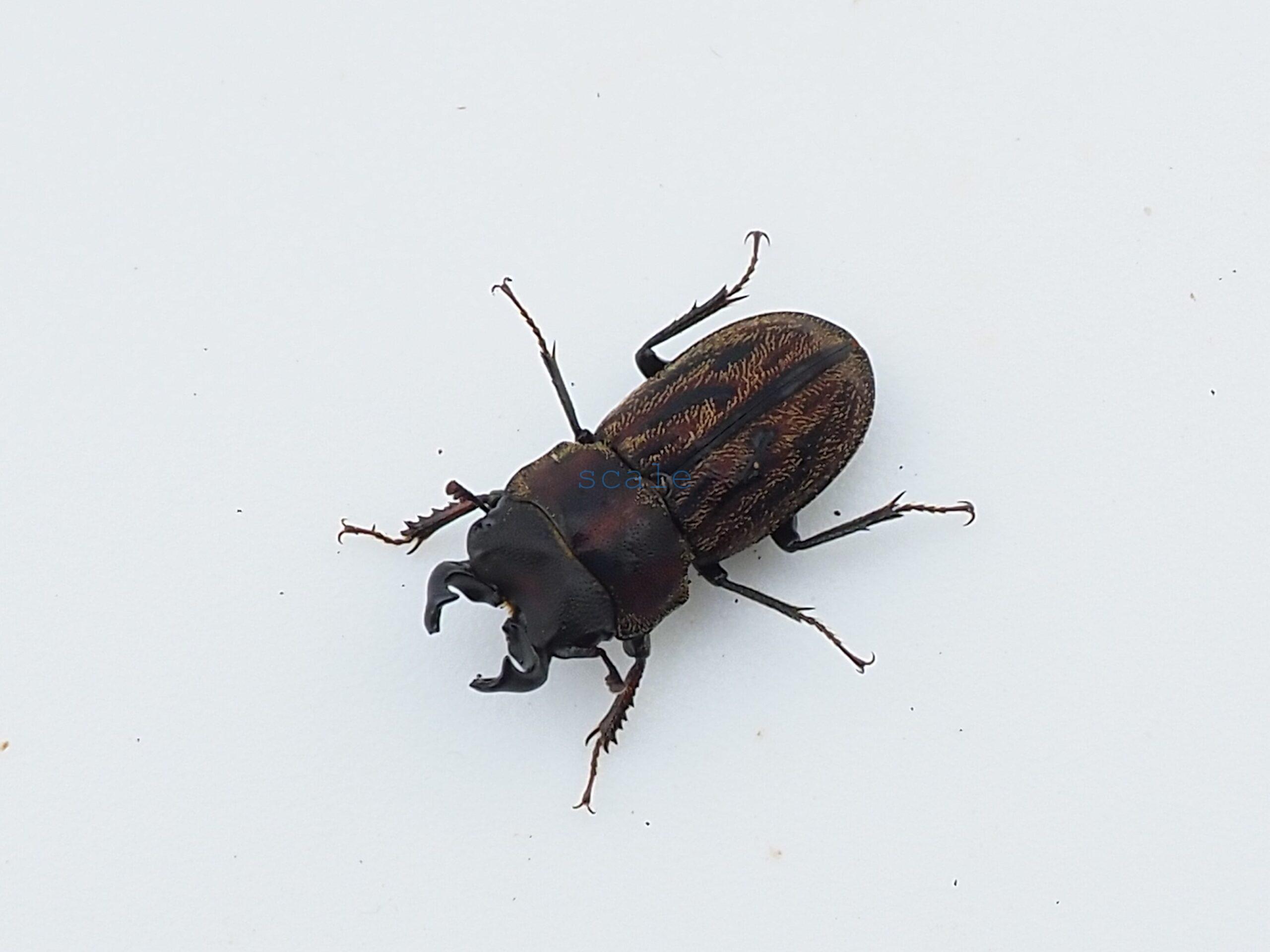 Andinolucanus inesae
