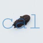 Andinolucanus inesae