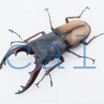 Prosopocoilus umhangi