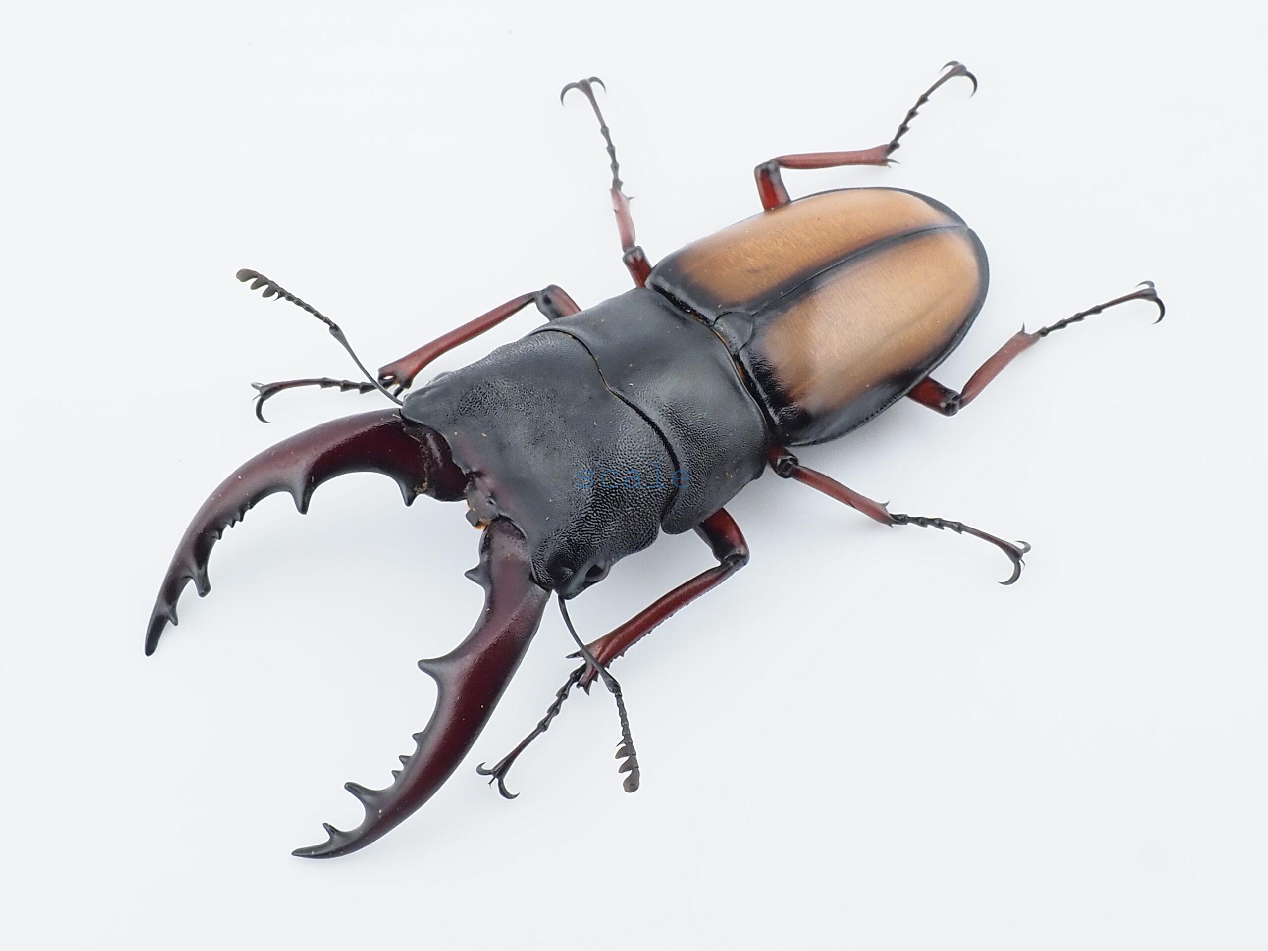 Prosopocoilus umhangi