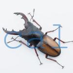 Prosopocoilus umhangi