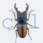 Prosopocoilus umhangi