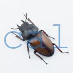 Prosopocoilus umhangi