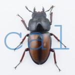 Prosopocoilus umhangi