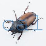 Prosopocoilus umhangi