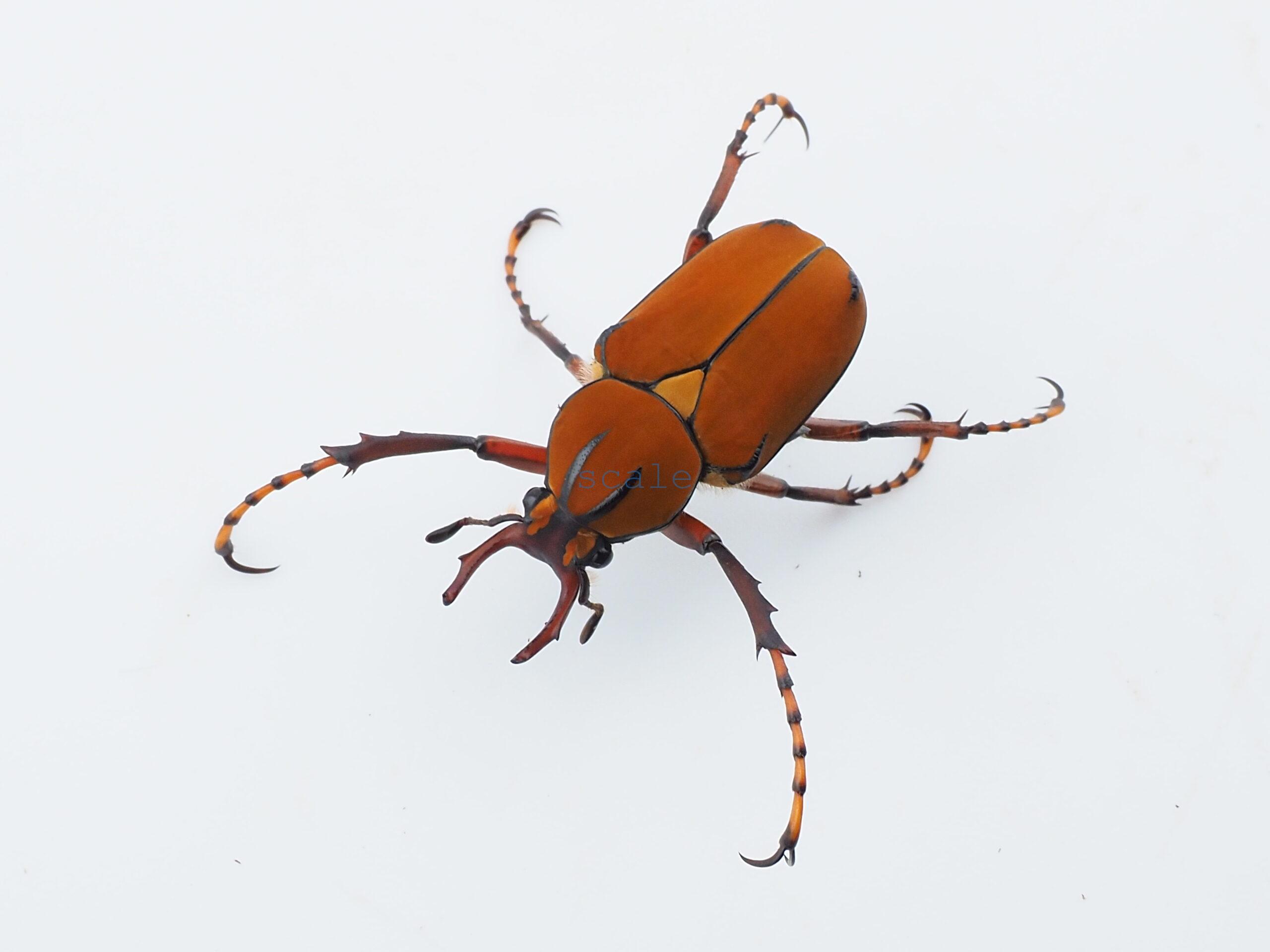 Ronocephalus wallichii bowringi